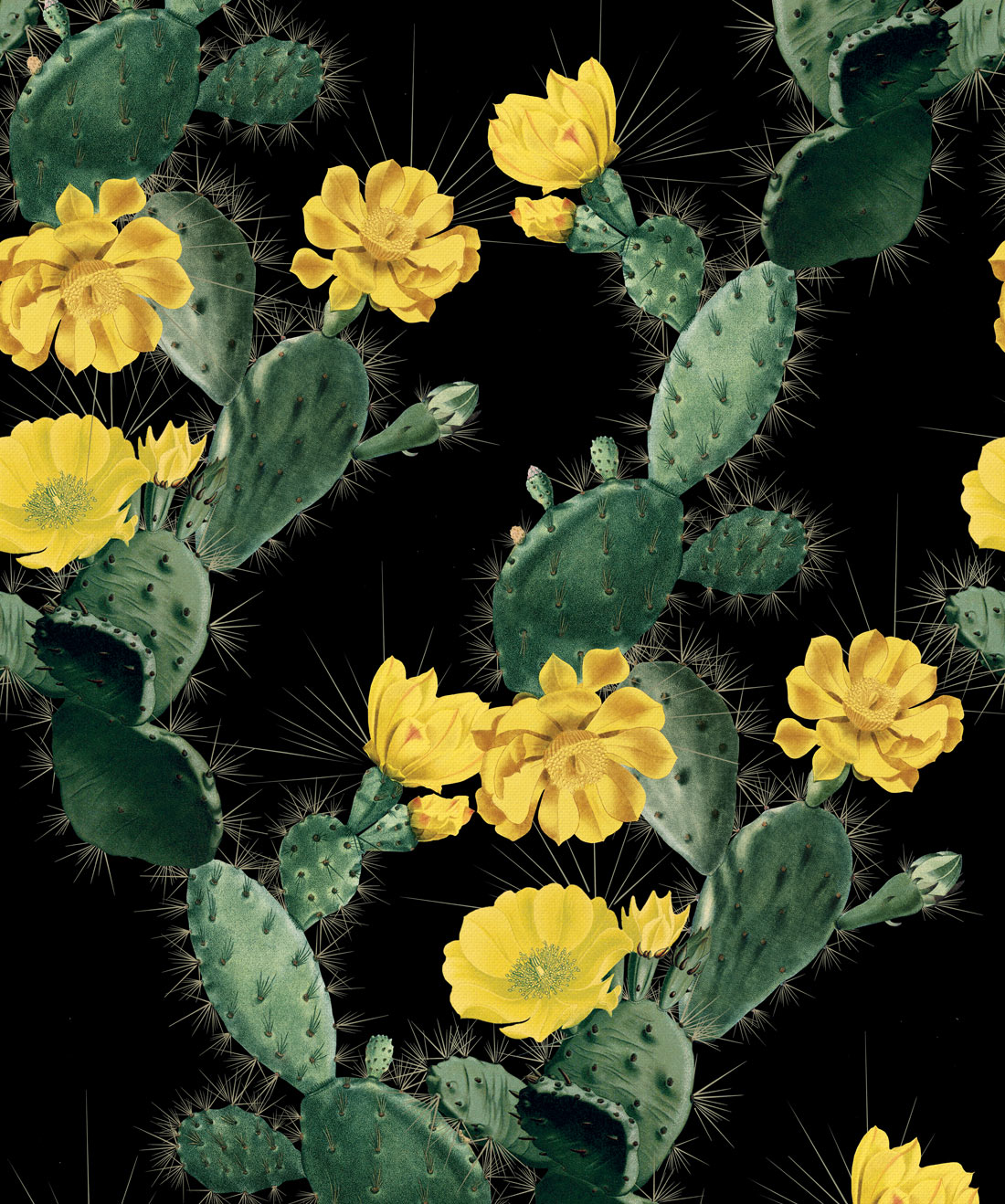 Cactus Yellow Night