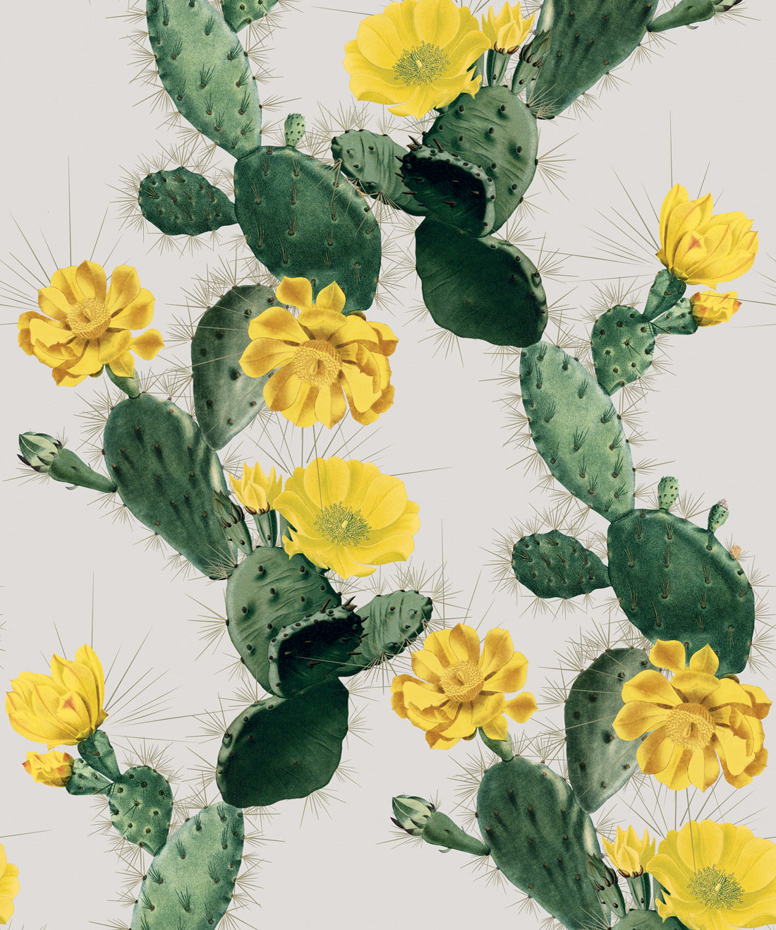 Cactus Yellow Day