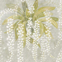 Orchid Wallpaper