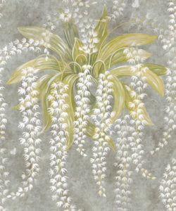 Orchid Wallpaper