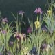 Iris Garden Mural - Marineblau - Swatch