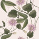 Passiflora Wallpaper - Beige - Echantillon