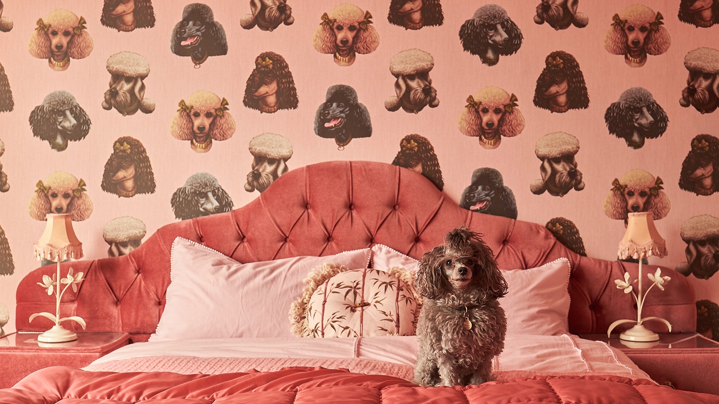 Colección de papel pintado Caniche y rubia