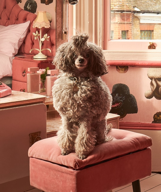 Collezione di carta da parati Poodle & Blonde